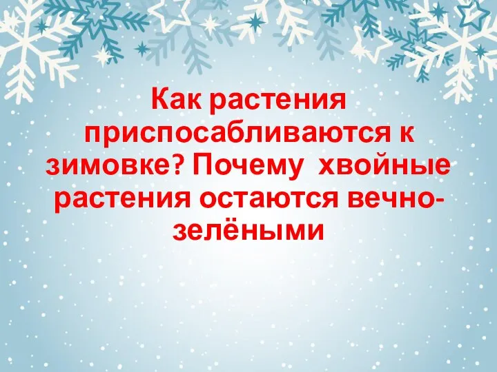 Как растения приспосабливаются к зимовке? Почему хвойные растения остаются вечно-зелёными