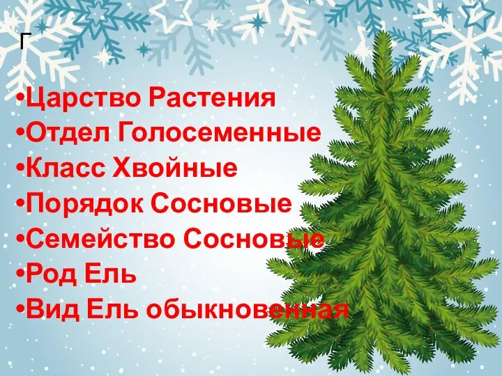 Г Царство Растения Отдел Голосеменные Класс Хвойные Порядок Сосновые Семейство Сосновые Род Ель Вид Ель обыкновенная