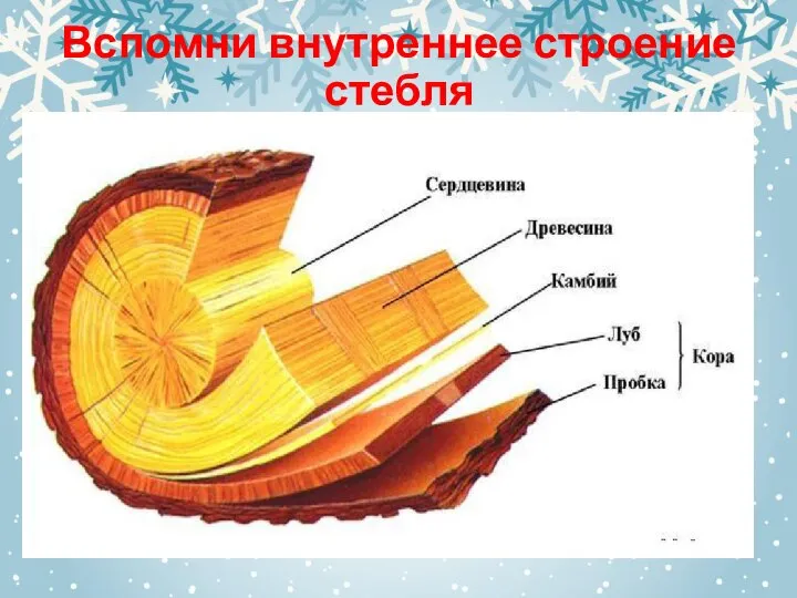 Вспомни внутреннее строение стебля