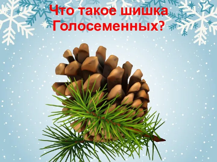 Что такое шишка Голосеменных?