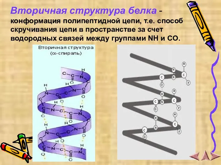 Вторичная структура белка - конформация полипептидной цепи, т.е. способ скручивания цепи в