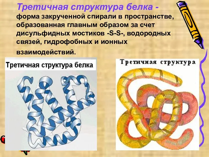 Третичная структура белка - форма закрученной спирали в пространстве, образованная главным образом