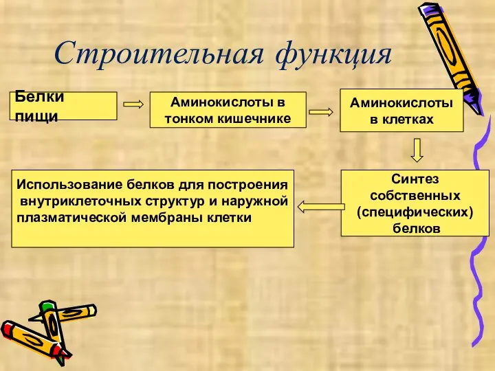 Строительная функция Белки пищи Аминокислоты в тонком кишечнике Аминокислоты в клетках Использование