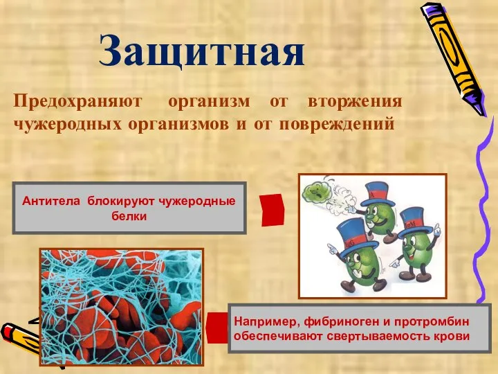 Защитная Например, фибриноген и протромбин обеспечивают свертываемость крови Антитела блокируют чужеродные белки