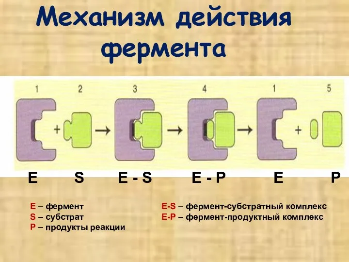 Механизм действия фермента Е S E - S E - P Е