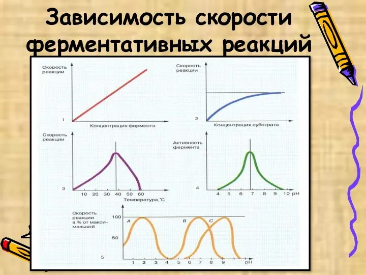 Зависимость скорости ферментативных реакций