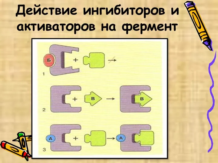 Действие ингибиторов и активаторов на фермент