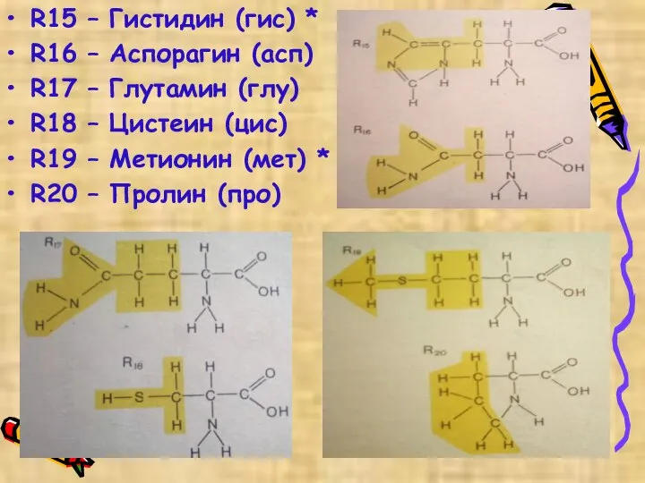 R15 – Гистидин (гис) * R16 – Аспорагин (асп) R17 – Глутамин