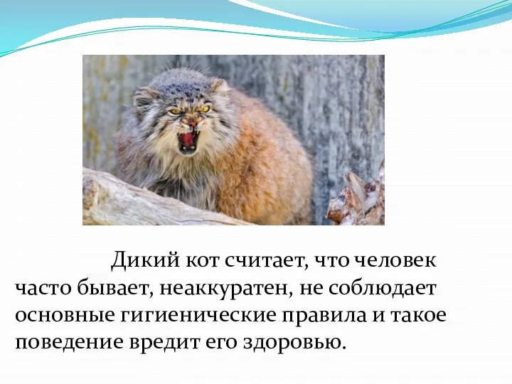 Дикий кот считает, что человек часто бывает, неаккуратен, не соблюдает основные гигиенические