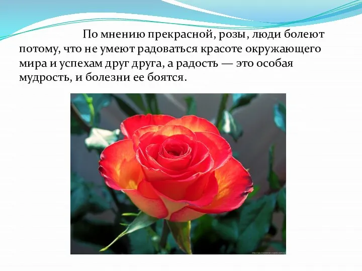 По мнению прекрасной, розы, люди болеют потому, что не умеют радоваться красоте