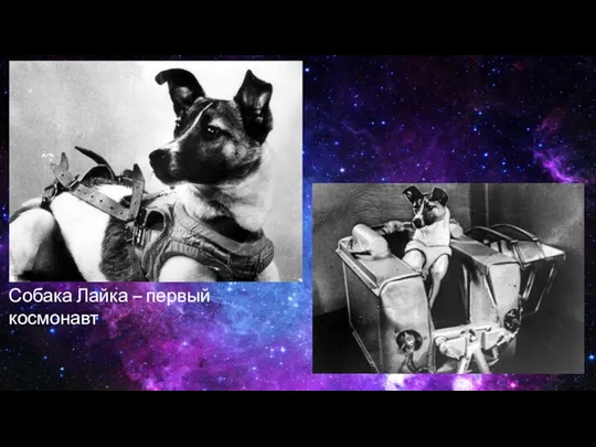 Собака Лайка – первый космонавт