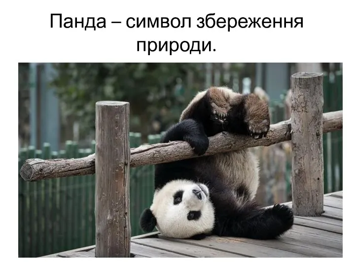 Панда – символ збереження природи.