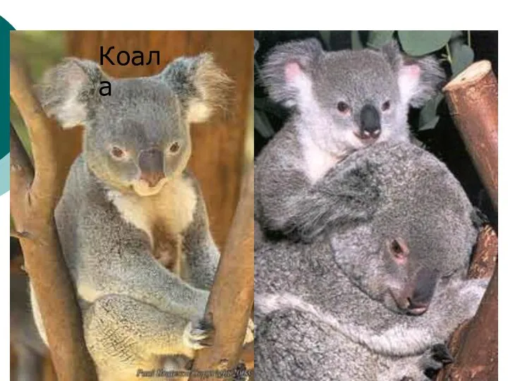 Коала