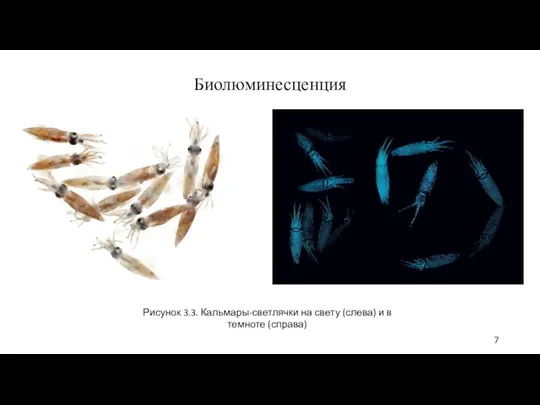 Биолюминесценция Рисунок 3.3. Кальмары-светлячки на свету (слева) и в темноте (справа)