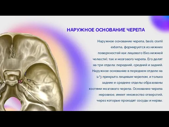 Наружное основание черепа, basis cranii externa, формируется из нижних поверхностей как лицевого