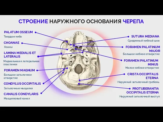 СТРОЕНИЕ НАРУЖНОГО ОСНОВАНИЯ ЧЕРЕПА