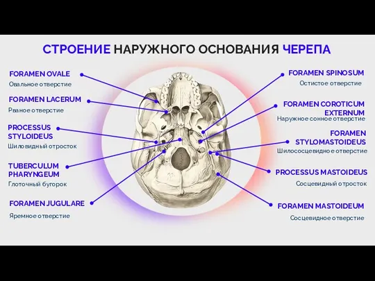 СТРОЕНИЕ НАРУЖНОГО ОСНОВАНИЯ ЧЕРЕПА