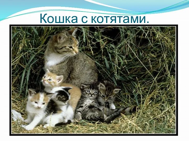 Кошка с котятами.