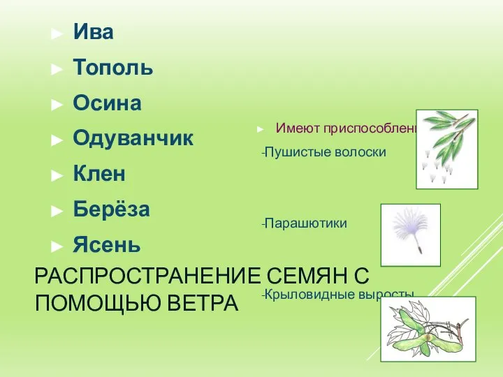 РАСПРОСТРАНЕНИЕ СЕМЯН С ПОМОЩЬЮ ВЕТРА Имеют приспособления: -Пушистые волоски -Парашютики -Крыловидные выросты