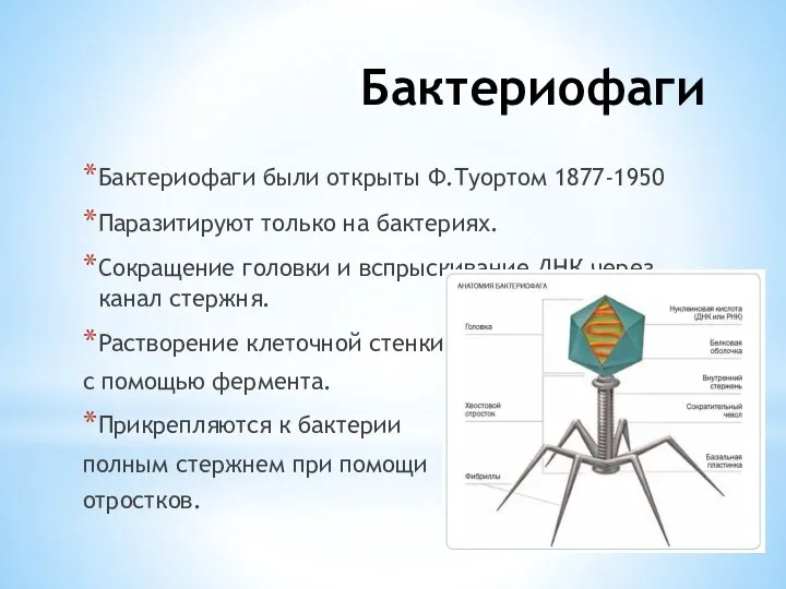 Бактериофаги Бактериофаги были открыты Ф.Туортом 1877-1950 Паразитируют только на бактериях. Сокращение головки