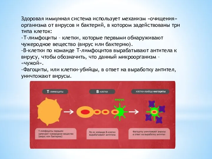 Здоровая иммунная система использует механизм «очищения» организма от вирусов и бактерий, в