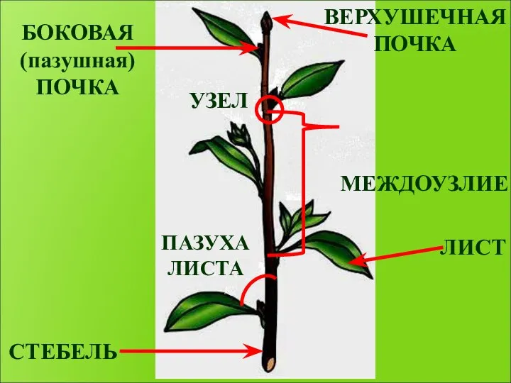 СТЕБЕЛЬ ЛИСТ ПАЗУХА ЛИСТА МЕЖДОУЗЛИЕ УЗЕЛ БОКОВАЯ (пазушная) ПОЧКА ВЕРХУШЕЧНАЯ ПОЧКА