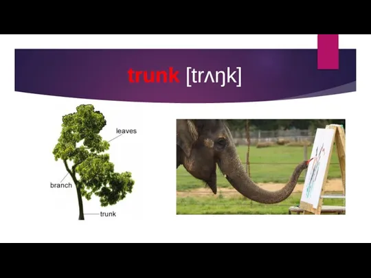 trunk [trʌŋk]