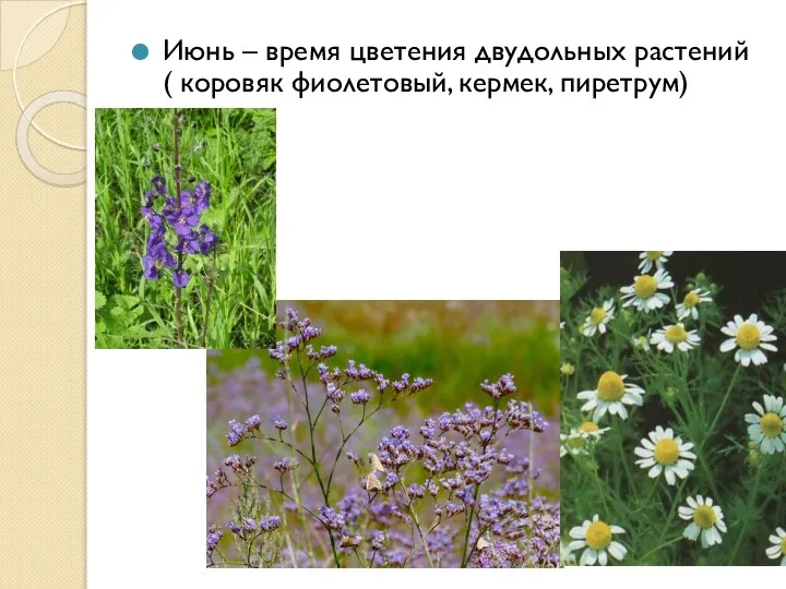 Июнь – время цветения двудольных растений ( коровяк фиолетовый, кермек, пиретрум)