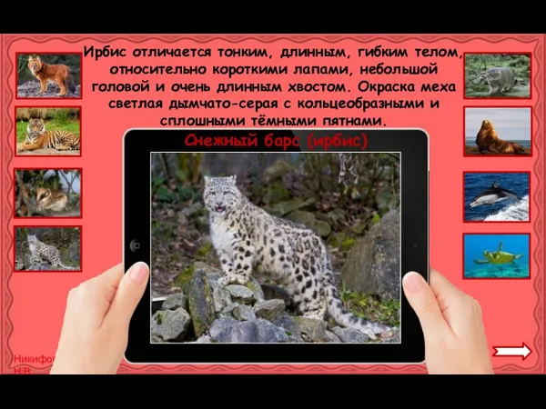 Снежный барс (ирбис) Ирбис отличается тонким, длинным, гибким телом, относительно короткими лапами,