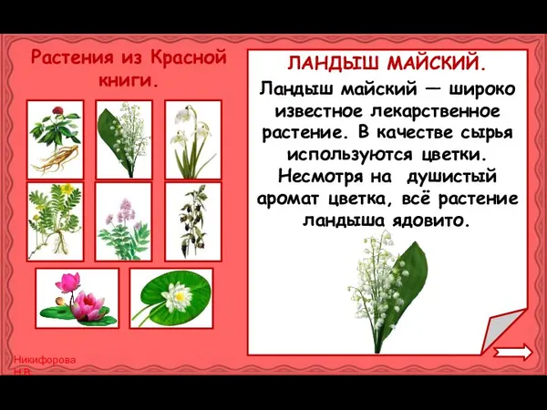 Ландыш майский — широко известное лекарственное растение. В качестве сырья используются цветки.