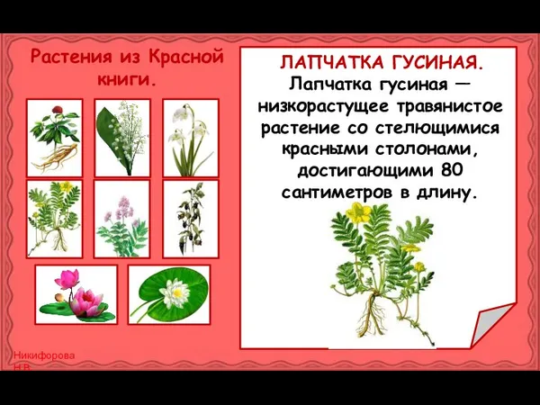 Лапчатка гусиная — низкорастущее травянистое растение со стелющимися красными столонами, достигающими 80