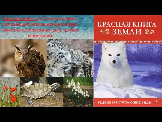 Красная книга – это список редких, исчезающих или вымерших видов животных, насекомых, рыб, грибов и растений.