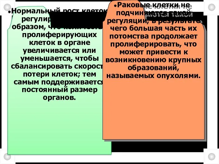 Нормальный рост клеток регулируется таким образом, что количество пролиферирующих клеток в органе