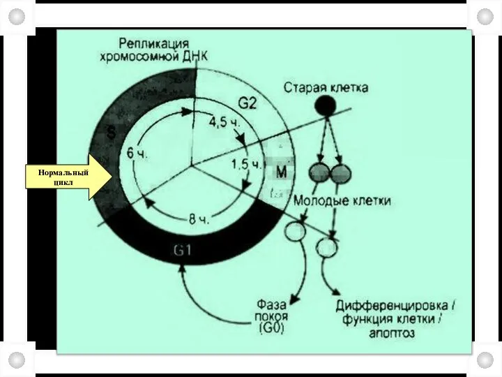 Нормальный цикл