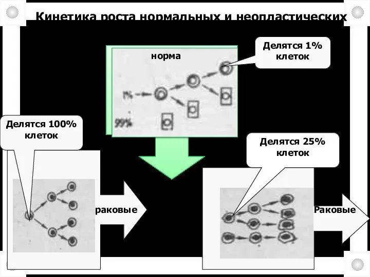 Кинетика роста нормальных и неопластических клеток. норма Делятся 1% клеток Делятся 100%