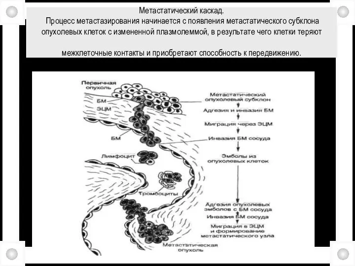 Метастатический каскад. Процесс метастазирования начинается с появления метастатического субклона опухолевых клеток с