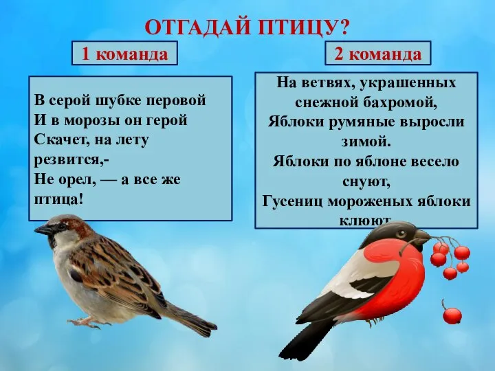 ОТГАДАЙ ПТИЦУ? В серой шубке перовой И в морозы он герой Скачет,