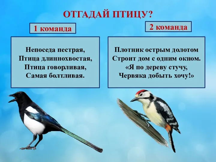 ОТГАДАЙ ПТИЦУ? 1 команда Непоседа пестрая, Птица длиннохвостая, Птица говорливая, Самая болтливая.