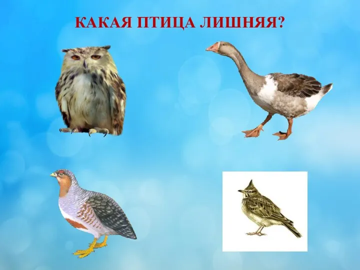 КАКАЯ ПТИЦА ЛИШНЯЯ?