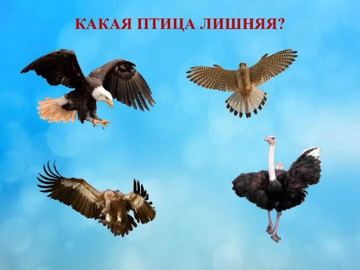 КАКАЯ ПТИЦА ЛИШНЯЯ?