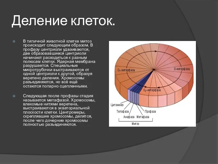 Деление клеток. В типичной животной клетке митоз происходит следующим образом. В профазу