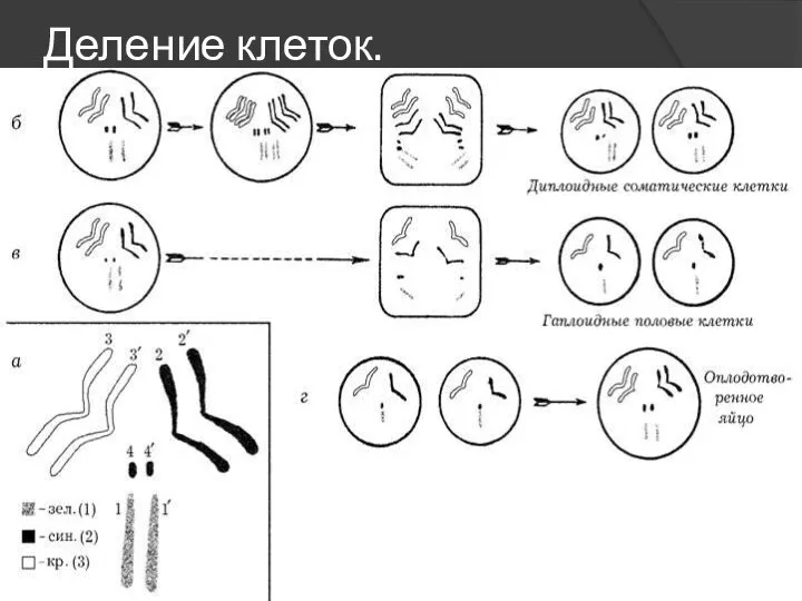 Деление клеток.