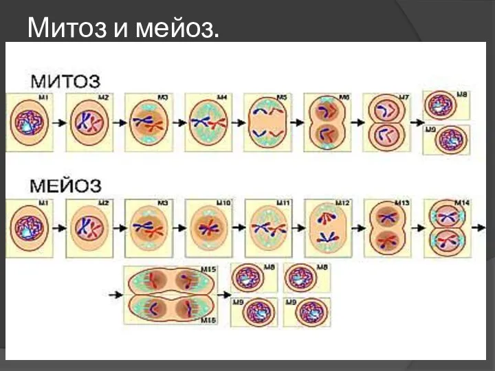 Митоз и мейоз.