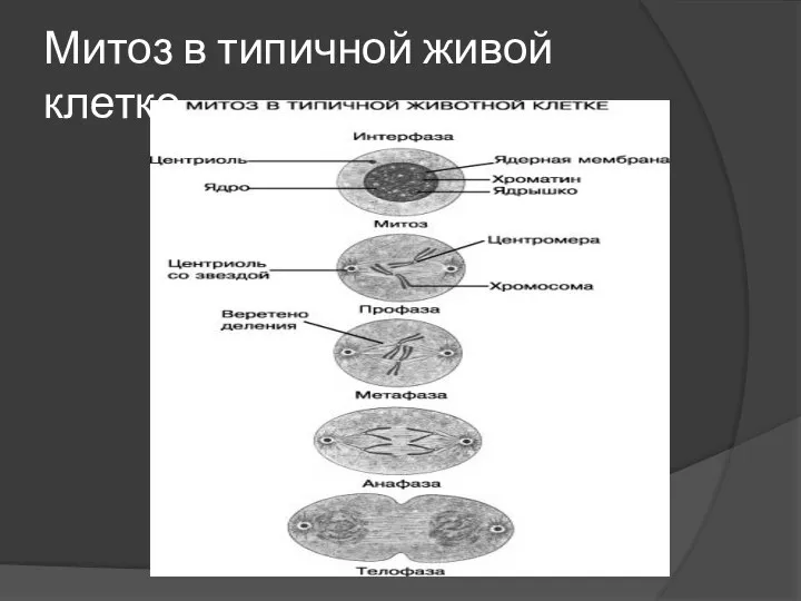 Митоз в типичной живой клетке.