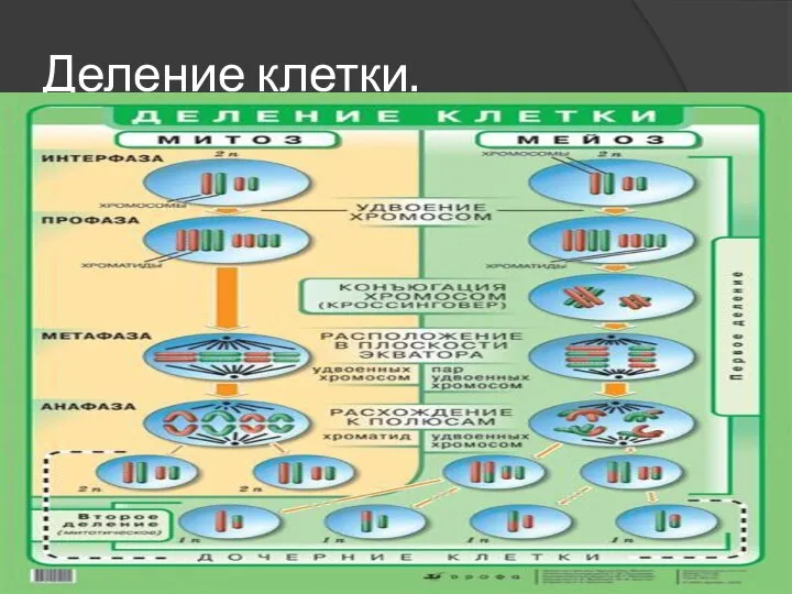 Деление клетки.