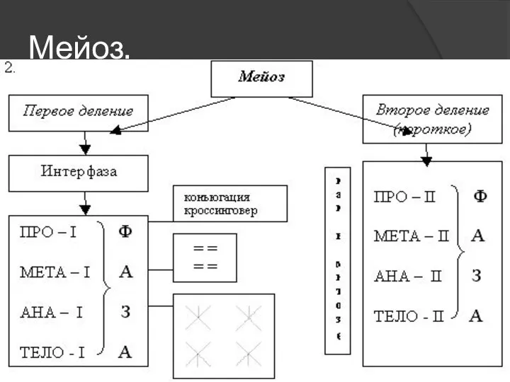 Мейоз.