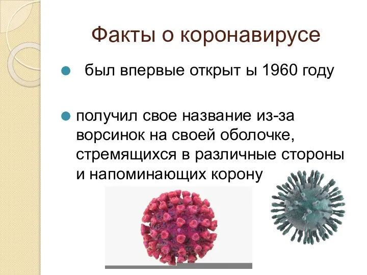 Факты о коронавирусе был впервые открыт ы 1960 году получил свое название