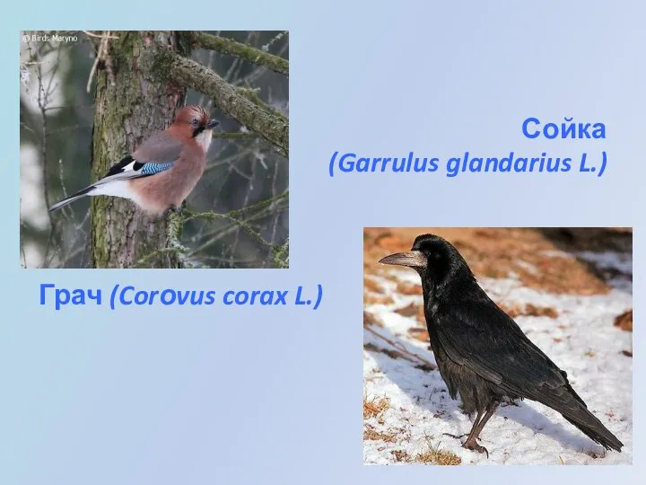 Сойка (Garrulus glandarius L.) Грач (Corоvus corax L.)