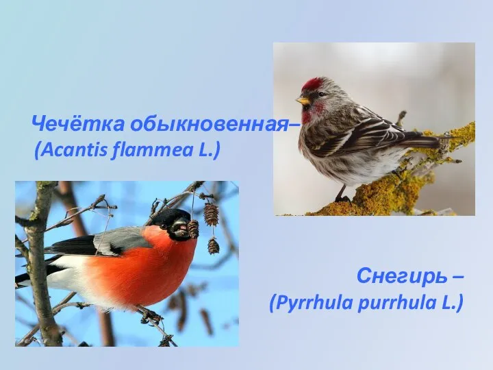 Чечётка обыкновенная– (Acantis flammea L.) Снегирь – (Pyrrhula purrhula L.)