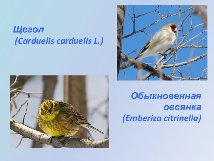 Щегол (Carduelis carduelis L.) Обыкновенная овсянка (Emberiza citrinella)